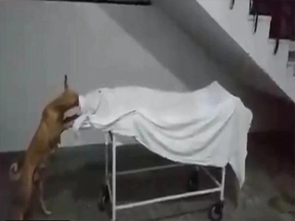 UP hospital dog