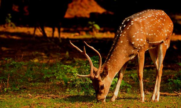 deer forest animal sundarban