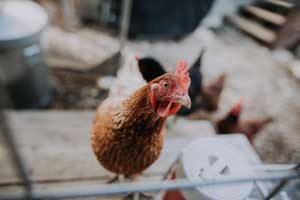 bird flu checken hen