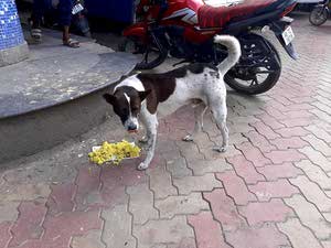Dhupguri dog food