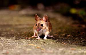 Mouse attack australia