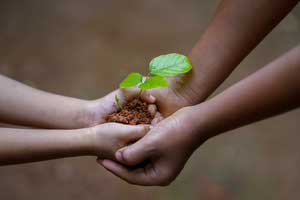 Tree saplings