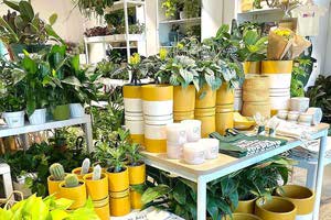 Indoor Plants