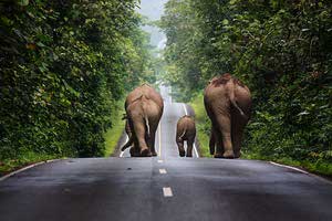 elephant