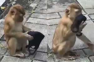 Viral monkey