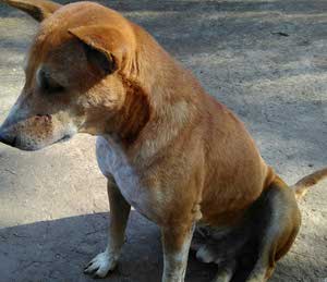 Street Dog