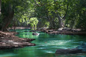 river water forest cyclone flood
