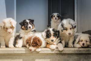 puppies