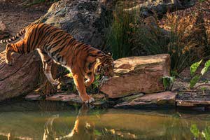 royal bengal tiger sundarban