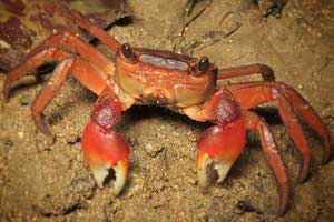 Crab