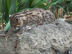 fishing cat