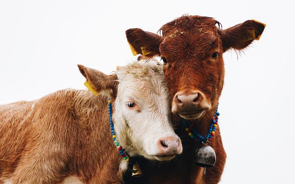 cows
