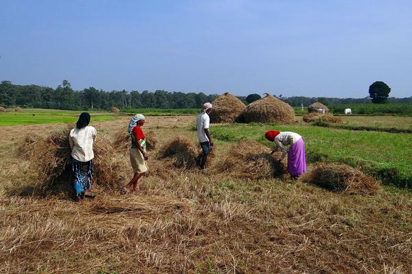 farmers paddy field
