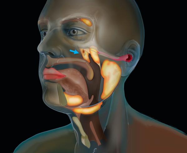 salivary gland